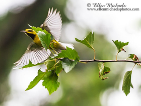 Lawrence's Warbler