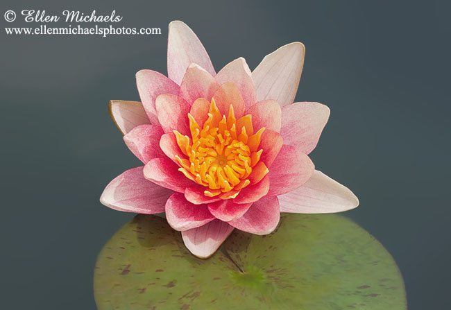 Water Lily w/ Lily Pad - Nymphaeaceae