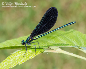Ebony Jewelwing - Calopteryx maculata