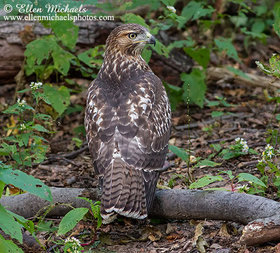 Red-tailed Hawk (juvenile)