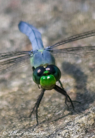 Eastern Pondhawk - Erythemis simplicicollis