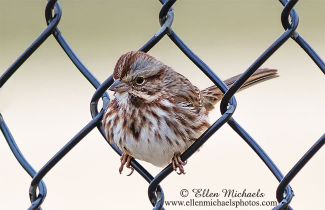 Song Sparrow
