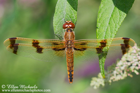 [color=#ccccff]Central Park Dragonflies