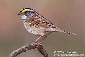 White-throated Sparrow
