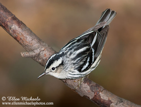 Black-and-white Warbler