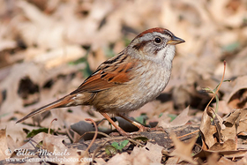 [color=#ccccff]Swamp Sparrow
