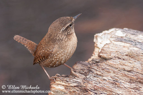 Winter Wren