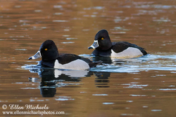 [color=#ccccff]Ring-necked Duck