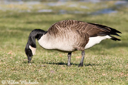 [color=#ccccff]Canada Goose