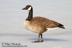 Canada Goose
