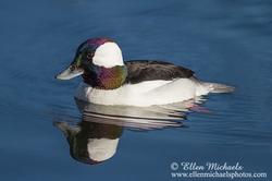 [color=#ccccff]Bufflehead