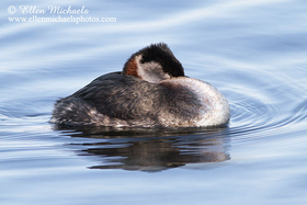 [color=#ccccff]Red-necked Grebe
