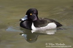 Ring-necked Duck