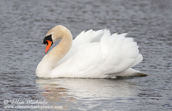 [color=#ccccff]Mute Swan