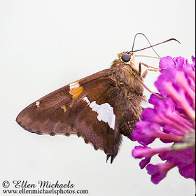 Silver-spotted Skipper -  Epargyreus clarus