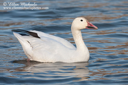 Snow Goose