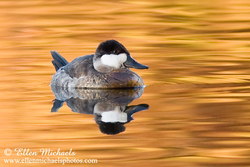 [color=#ccccff]Ruddy Duck