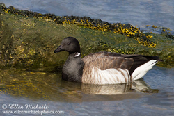 Brant