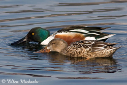 [color=#ccccff]Northern Shoveler