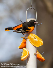 Baltimore Oriole