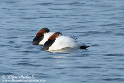 [color=#ccccff]Canvasback