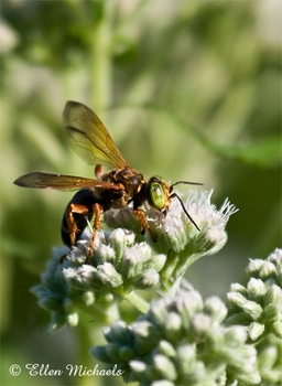 Square-headed Wasp - Tachytes