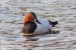 Canvasback