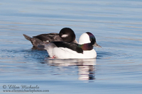 Bufflehead (pair)