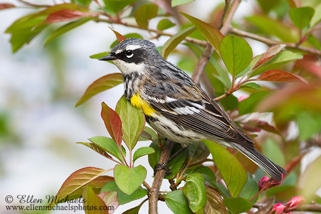 Yellow-rumped Warbler
