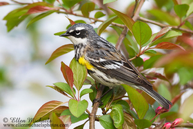 Yellow-rumped Warbler