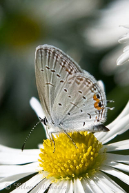 Eastern Tailed-Blue - Cupido comyntas