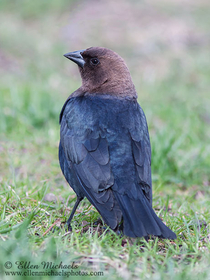 Brown-headed Cowbird