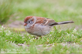 [color=#ccccff]Field Sparrow