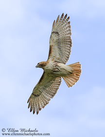 Red-tailed Hawk (in flight)