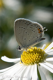 Eastern Tailed-Blue - Cupido comyntas
