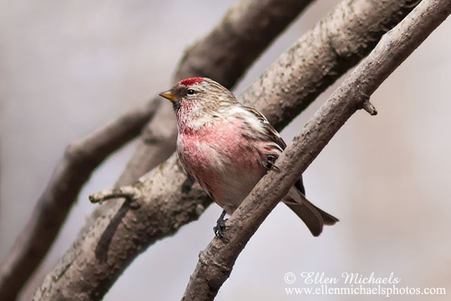 Common Redpoll