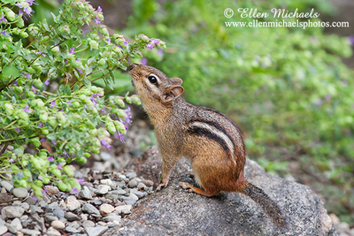 Eastern Chipmunk