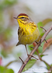 Palm Warbler