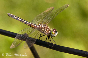 Blue Dasher - Pachydiplax longipennis