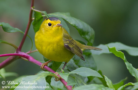 Wilson's Warbler