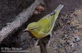 Tennessee Warbler