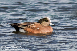 American Wigeon