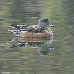 [color=#ccccff]American Wigeon