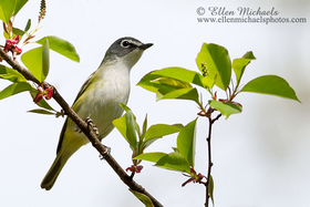 Blue-headed Vireo