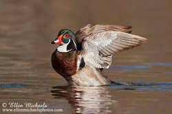 [color=#ccccff]Wood Duck