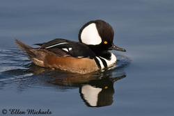 [color=#ccccff]Hooded Merganser