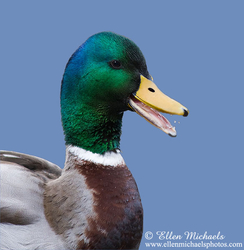 [color=#ccccff]Mallard