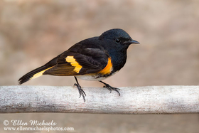 American Redstart