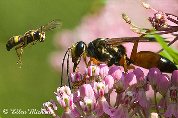 Great Golden Digger Wasp and Weevil Wasp