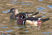 Wood Duck